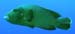 napoleonfish.jpg